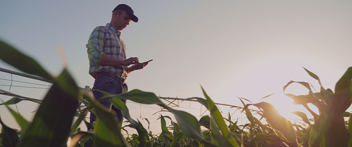 Tecnologia no campo em época de festa junina | Limber