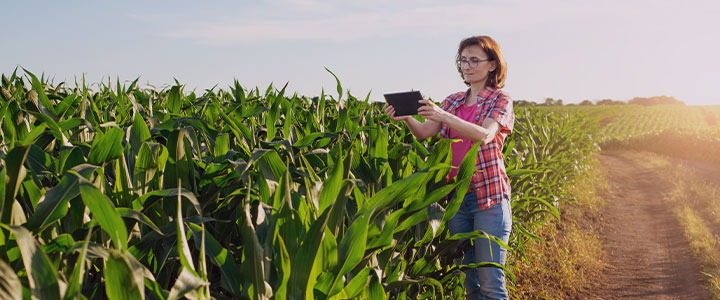 Tecnologia no campo em época de festa junina | Limber