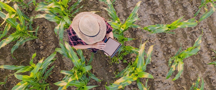 Tecnologia no campo em época de festa junina | Limber